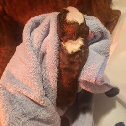 Boxer Puppies from SmashBox Kennel