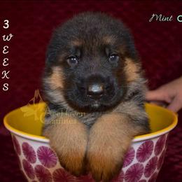 Mint - Black and red male German Shepherd puppy in Orlando, Florida from AceHaven Canines