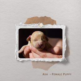 Ash - Apricot female Poodle puppy in Rochester, New York from Mellies Miniature Poodles