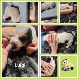 Luigi - Black white and tan male Basset Hound puppy in Mill Springs, North Carolina from Mountain View Basset Hounds