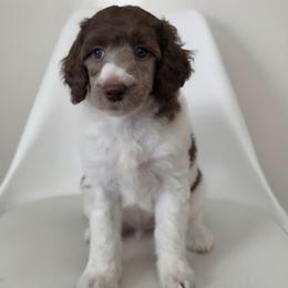 Valor - Parti male Poodle puppy in Plainfield, New Jersey from Caris Paws Poodles and Labradoodles