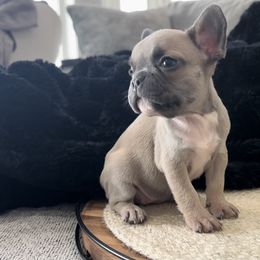 French Bulldog Puppies from Lance Miller