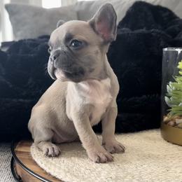 French Bulldog Puppies from Lance Miller