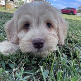 Waldo with training - Buff and white male Cockapoo puppy in Boonville, North Carolina from Doods & Dolls