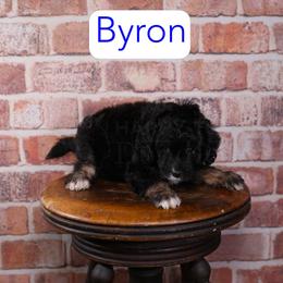 Byron - Black phantom male Aussiedoodle puppy in Calhoun, Georgia from Happy Top Doodles
