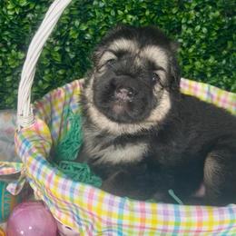Sparrow - Black and tan female Shiloh Shepherd puppy in Griffin, Georgia from Orchard Hills Shilohs