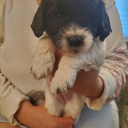 Cockapoo and Poodle Puppies from FurEver Young Kennels