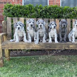 Great Dane Puppies from Anderson Blau’s Great Danes