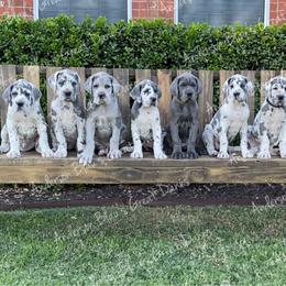 Great Dane Puppies from Anderson Blau’s Great Danes