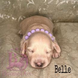 Belle - Cream female Dachshund puppy in Lexington, Oklahoma from BooneDox Miniature Dachshunds
