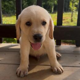 Bear - Yellow male Labrador Retriever puppy in Marietta, South Carolina from Trust in the Lord Labradors