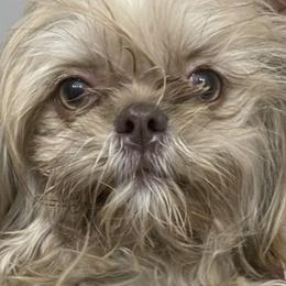 Nefratari - Shih Tzu