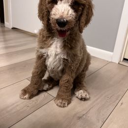 Goldendoodle Puppies from Doodles Pups of NY
