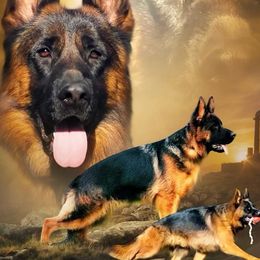 German Shepherds from GSD Vom Haus