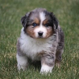 Australian Shepherd and Miniature Australian Shepherd Puppies from Canyon Creek Aussies