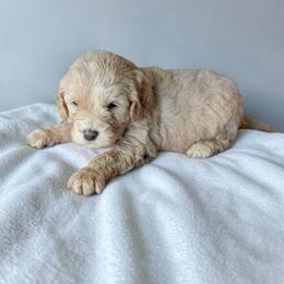 Mancala - Apricot female Cavapoo puppy in Sparta, Missouri from Sis' Doodles & Poodles