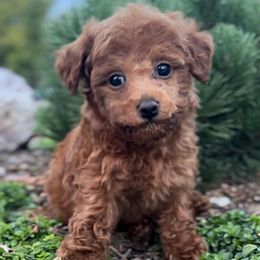 Maple - Red male Cavapoo puppy in West Jordan, Utah from Haven Creek Doodles