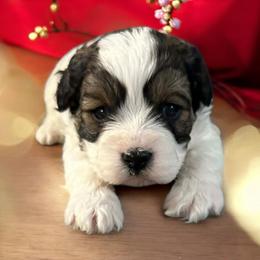 Rocky - Tri-color male Cavapoo puppy in Mooresville, North Carolina from Clearview Canines