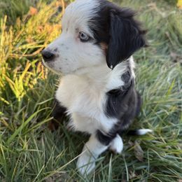 Lola - Black tri female Miniature Australian Shepherd puppy in Marion, Michigan from Highland Hills Mini Aussies