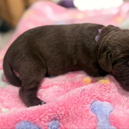 Purple collar female - Chocolate female Labrador Retriever puppy in Gainesville, Georgia from Rucker Retrievers
