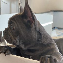 French Bulldog All Grown Up from Boujee Butt Frenchies