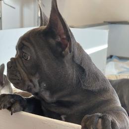 French Bulldog All Grown Up from Boujee Butt Frenchies
