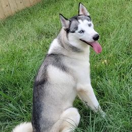 Blaize - Siberian Husky
