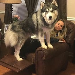 Siberian Husky All Grown Up from Majestic Siberian Huskies