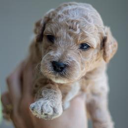 Goldendoodle Puppies from Nova's Minidoodles