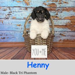 Boy 3 - Phantom male Poodle puppy in Kenyon, Minnesota from Country Breeze Poodles