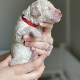 Bernedoodle Puppies from Southern Oak Breeder LLC