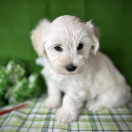 White - White female Miniature Schnauzer puppy in Placerville, California from Rpuppies