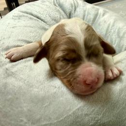 Girl 1 - Red merle female Assorted Doodle Crosses puppy in Waco, Georgia from Huff Family Doxies & Doodles