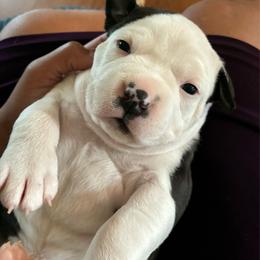 Jenga - Blue female American Staffordshire Terrier puppy in Byron, Georgia from Lelani