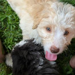 Bronco - Yellow and white male Bernedoodle puppy in Campbellsville, Kentucky from Blue Belle Hills Bernedoodles