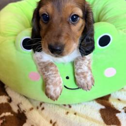 Trixie - Piebald female Dachshund puppy in Cumberland, Wisconsin from Homestead Doxies & Shepherds LLC