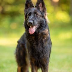 Lumi - German Shepherd