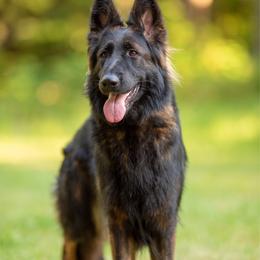Lumi - German Shepherd