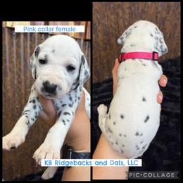 Pink Collar Female - White and black female Dalmatian puppy in Colome, South Dakota from KB Ridgebacks and Dals, LLC