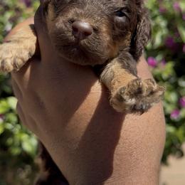 Cosmo - Phantom male Poodle puppy in Corona, California from Garden Of Poodles