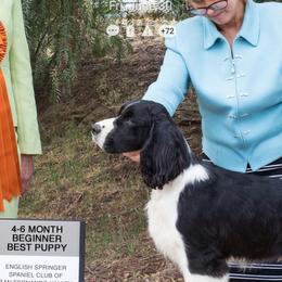 English Springer Spaniel Puppies from Karen Fischer
