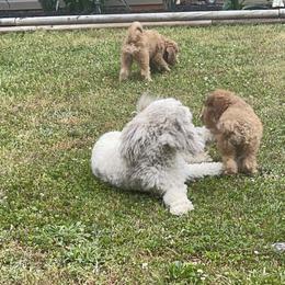 Golden Aussiedoodle and Goldendoodle Puppies from Law Doodles of SC
