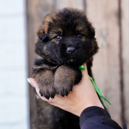 Sprite - Sable male German Shepherd puppy in Dacula, Georgia from FuryHaus German Shepherds