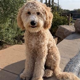 Scooter - Cream male Australian Labradoodle puppy in Bells, Texas from Sandcastle Labradoodles