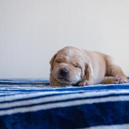 Labrador Retriever Puppies from Sun Ridge Labradors
