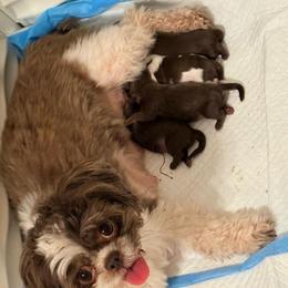 Boy 1 - Liver and white male Shih Tzu puppy in Ocean Springs, Mississippi from Wood Foo Breeders