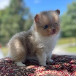 Chip - Chocolate parti male Pomeranian puppy in Stuart, Virginia from Lil Aussie Posse