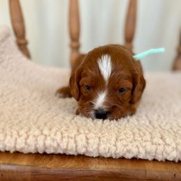 Leslie - Red female Cavapoo puppy in Chipley, Florida from Coastal Cavapoos