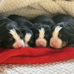 Bernese Mountain Dogs from Cedar Point Pups