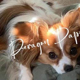 Papillons from Deragon Papillons